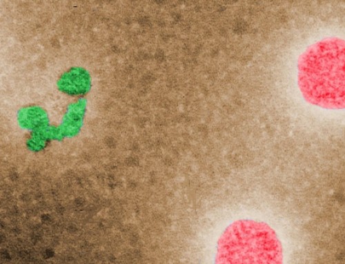 Vogelgrippe-Virus H7N9 wohl von Mensch zu Mensch übertragen
